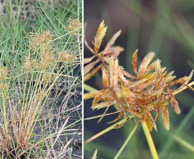 Cyperus filicinus