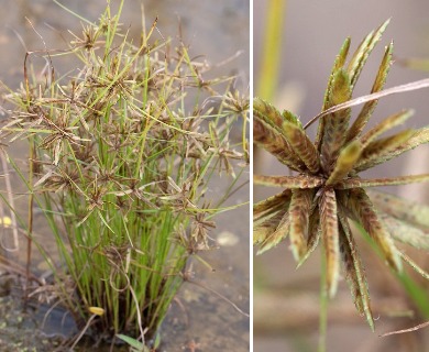 Cyperus flavescens