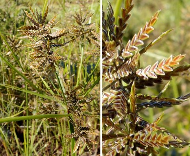 Cyperus flavicomus