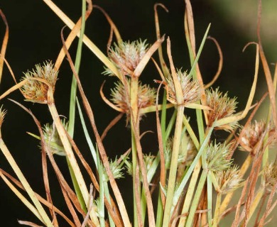 Cyperus granitophilus