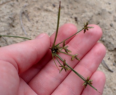 Cyperus grayi