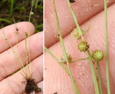 Cyperus hemidrummondii