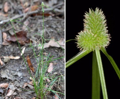 Cyperus hortensis