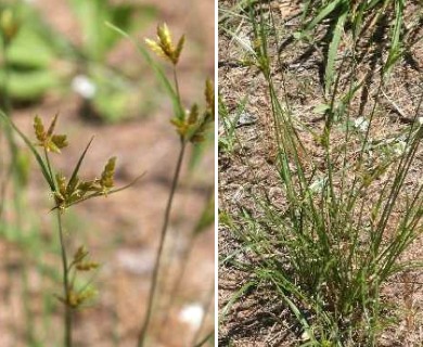 Cyperus houghtonii