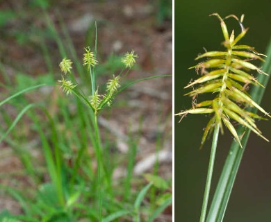 Cyperus hystricinus