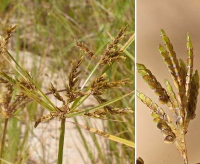 Cyperus iria