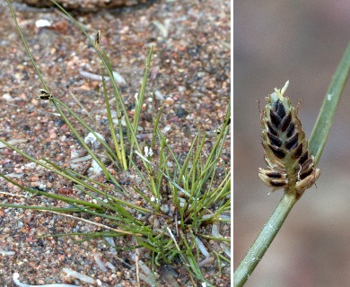 Cyperus laevigatus