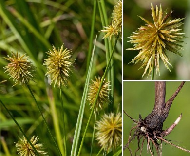 Cyperus lancastriensis