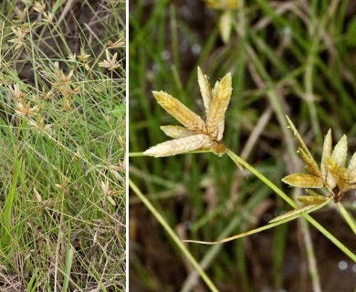 Cyperus lanceolatus