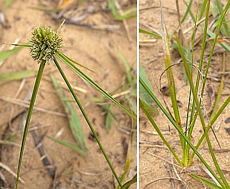 Cyperus lupulinus