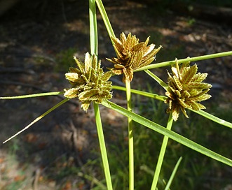 Cyperus niger