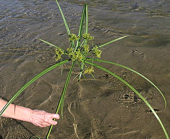 Cyperus odoratus