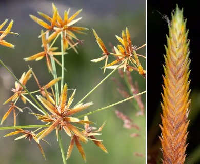 Cyperus oxylepis