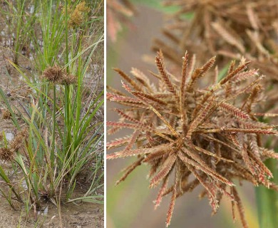 Cyperus pilosus