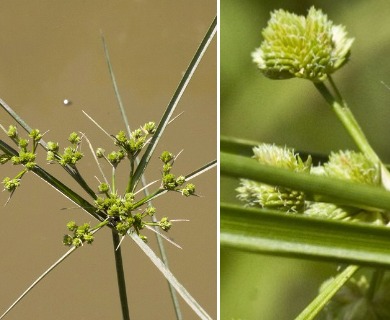 Cyperus pseudovegetus