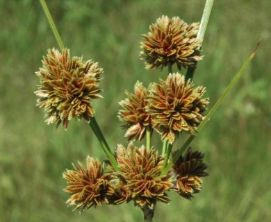 Cyperus reflexus