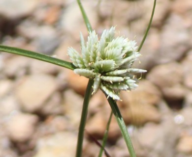 Cyperus seslerioides