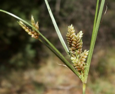 Cyperus sphaerolepis