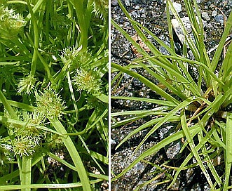 Cyperus squarrosus