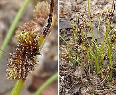 Cyperus subsquarrosus