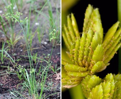 Cyperus surinamensis