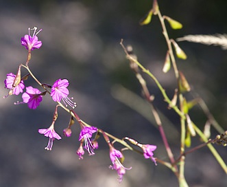 Cyphomeris gypsophiloides