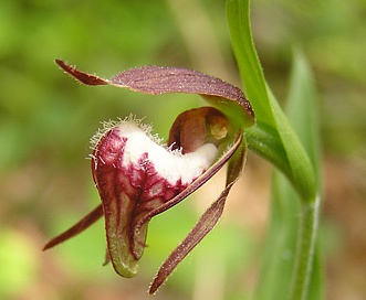 Cypripedium arietinum