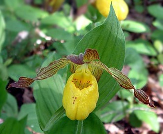 Cypripedium calceolus