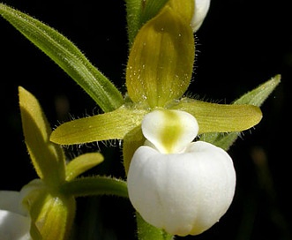 Cypripedium californicum