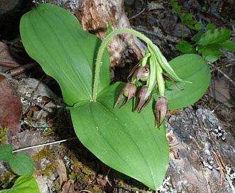 Cypripedium fasciculatum