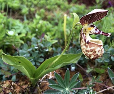 Cypripedium guttatum