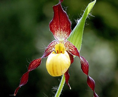 Cypripedium parviflorum