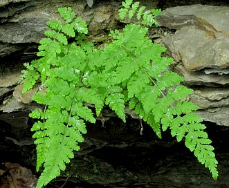 Cystopteris tennesseensis