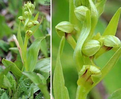 Dactylorhiza viridis