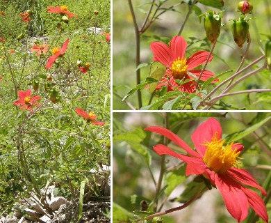 Dahlia coccinea