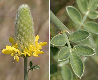 Dalea aurea