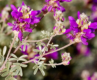 Dalea bicolor