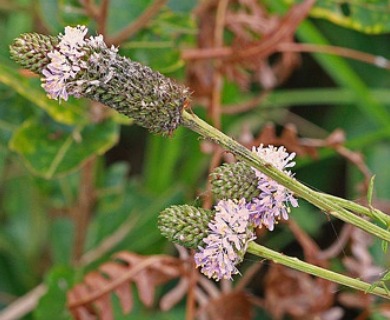 Dalea carnea