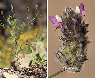 Dalea filiformis