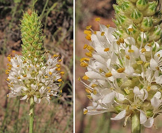 Dalea flavescens