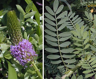 Dalea foliosa