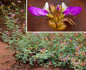 Dalea frutescens