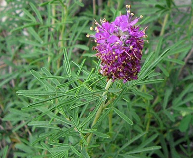 Dalea gattingeri