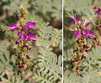 Dalea lanata