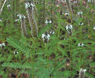 Dalea leporina