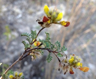 Dalea lutea