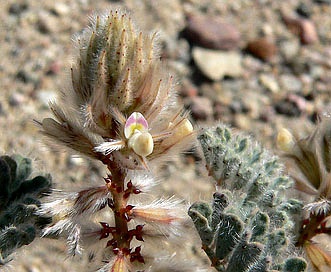 Dalea mollissima