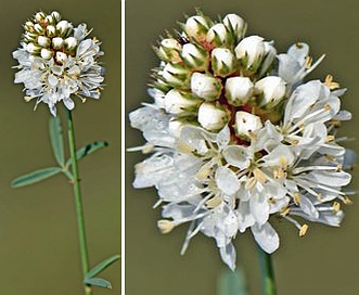 Dalea multiflora