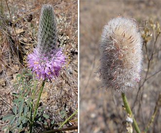 Dalea ornata