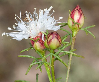 Dalea pinnata